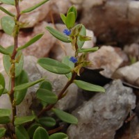 Polygala telephioides Willd. LC